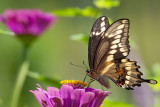 Gaint Swallowtail