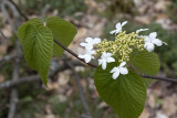 Hobblebush (Viburnum lantanoides)