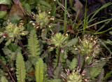 Canadian Lousewort (Pedicularis canadensis)