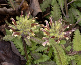 Canadian Lousewort (Pedicularis canadensis)