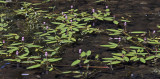 Water smartweed (Polygonum amphibium)