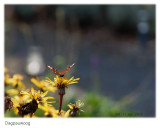Macros and close-ups