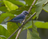 Blue-grey Tanager (T.e.quaesita)