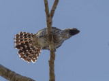 Barred Antshrike