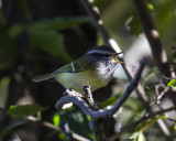 Ashy-throated Warbler