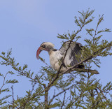 Tanzanian Red-billed Hornbill