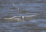 Sandwich Tern