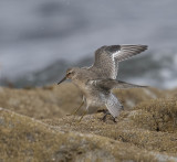 Knot (juvenile)