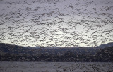 Pink-footed Geese