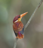 Oriental Dwarf Kingfisher