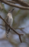 Horsfields Bronze-cuckoo