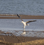 White-bellied Sea Eagle