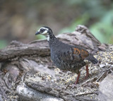 White-faced Partridge