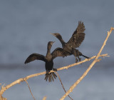 Little Black Cormorant