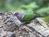 Grey-capped Emerald Dove