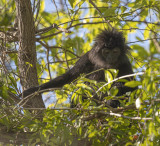 Ebony Leaf-monkey