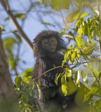 Ebony Leaf- monkey