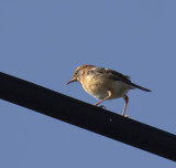 Golden-headed Cisticola