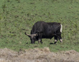 Banteng wild cattle