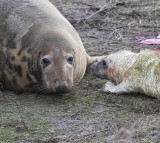 Grey seal mother and pup