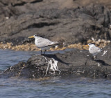 Greater Crested Tern