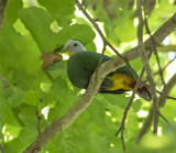 Black-naped Dove