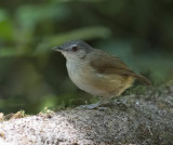 Horsfields Babbler