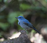 Pale-blue Flycatcher