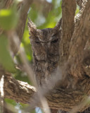 Wallaces Scops Owl