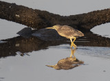 Black-crowned Night Heron (juvenile)