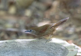 Crescent-chested Babbler (Bali  s sp)