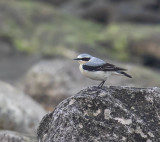 Wheatear