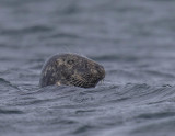 Grey Seal