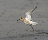 Dunlin