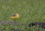 Yellow Wagtail