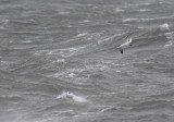 Gannet