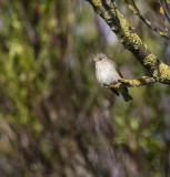 Spotted Flycatcher