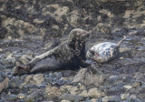 Grey Seals