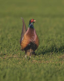 Pheasant