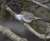 Willow Warbler