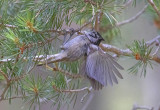 Crested Tit