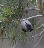 Crested Tit
