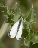 Large White (Pieris brassiciae)