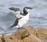 Razorbill