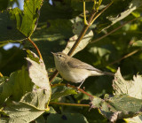 Willow Warbler