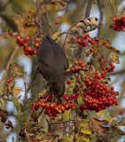 Blackbird