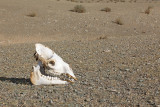Desert puščava_IMG_1604-111.jpg