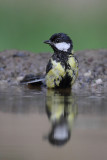 Great tit Parus major velika sinica_MG_4181-111.jpg