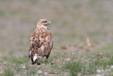 Upland buzzard Buteo hemilasius azijska kanja_MG_4687-111.jpg