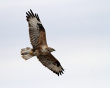 birds_of_prey_raptors_owls